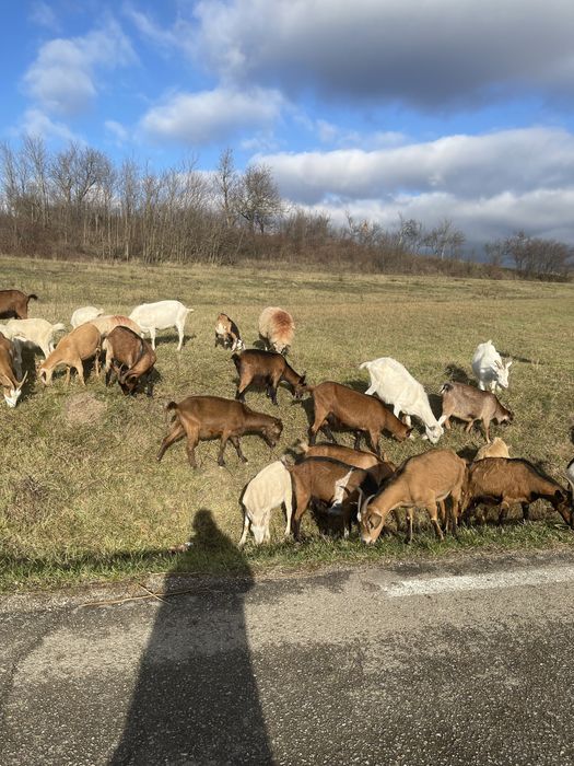 Vand oi si capre diferite rase