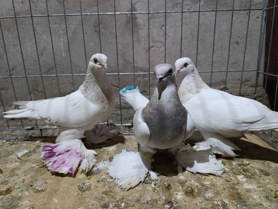 Голубей гребля тяга