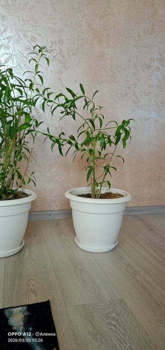 Олеандр домашний цветок