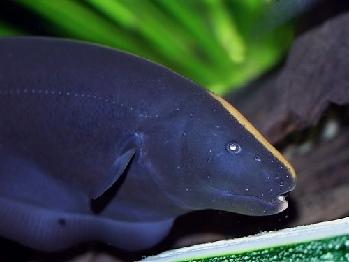 Черный нож рыба, Apteronotus albifrons.