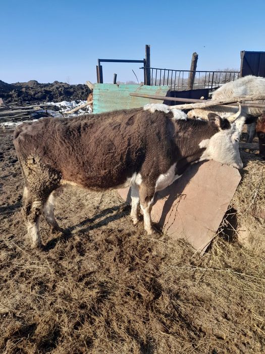 Продам дойных коров