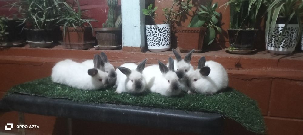 Kaliforniya quyon sotiladi !