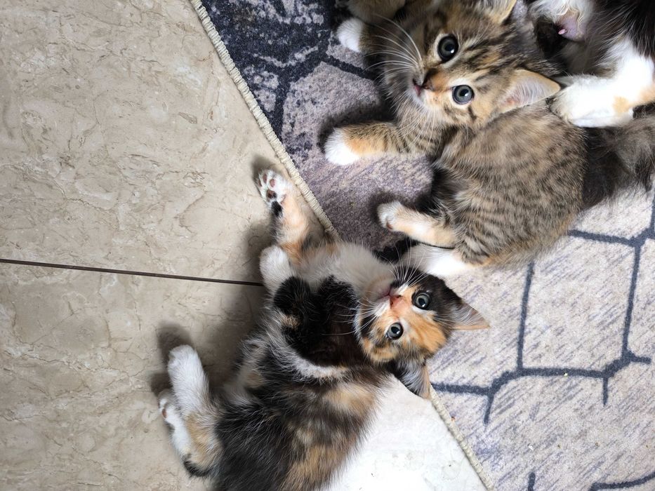 Отдам даром котят