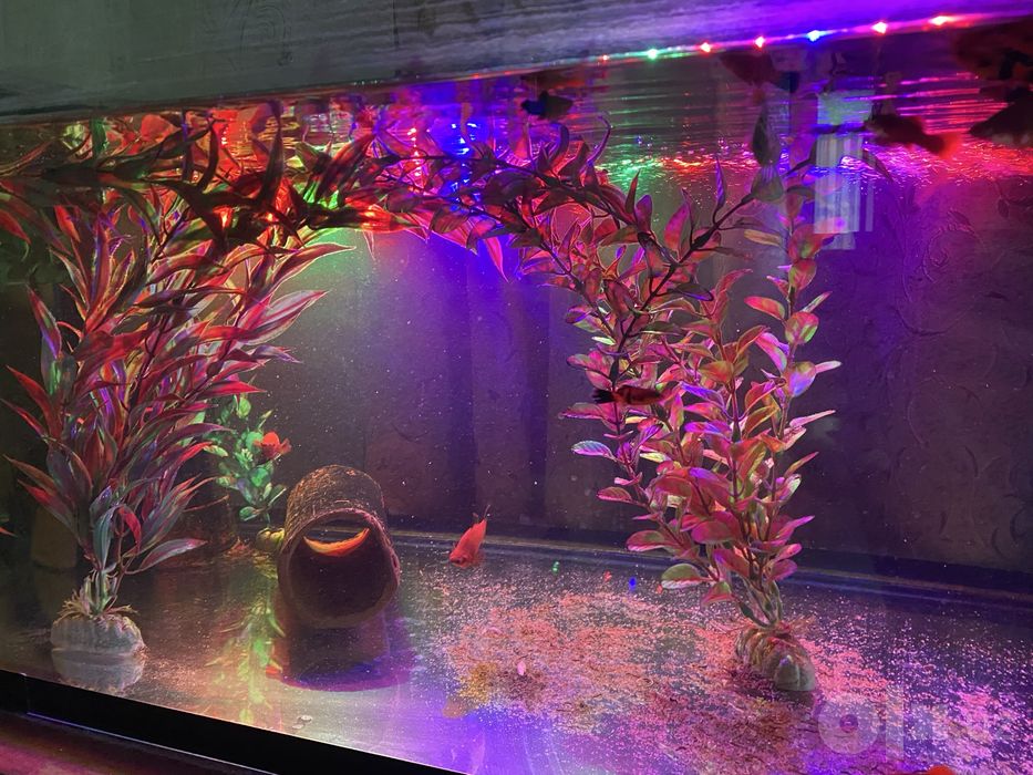 Akvarium baliqlari bilan sotiladi