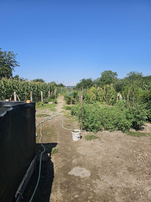 Vand casa in Osica De Sus