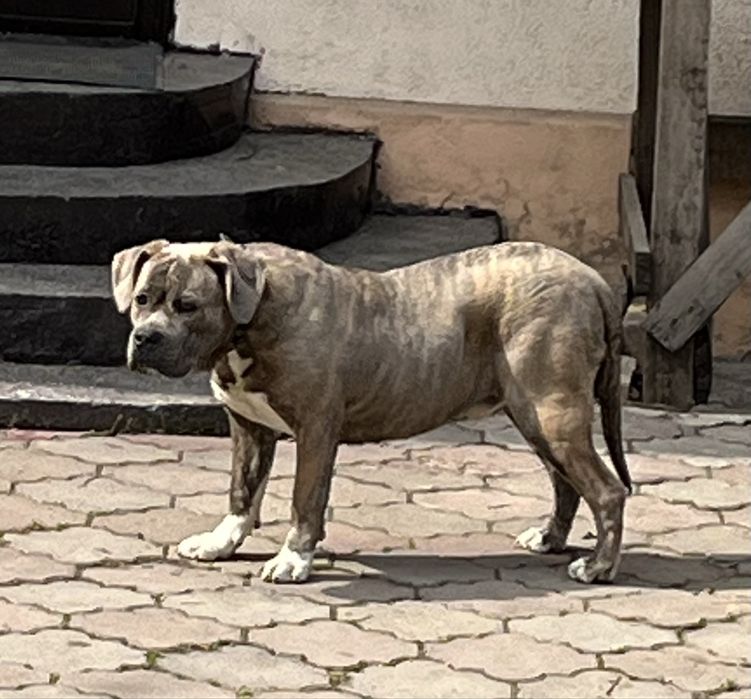 Стаффорд кобель, мощный.