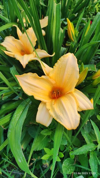 Лилейник саженцы. Лилейник кучати