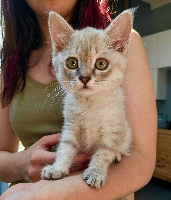 Котёнок в добрые руки