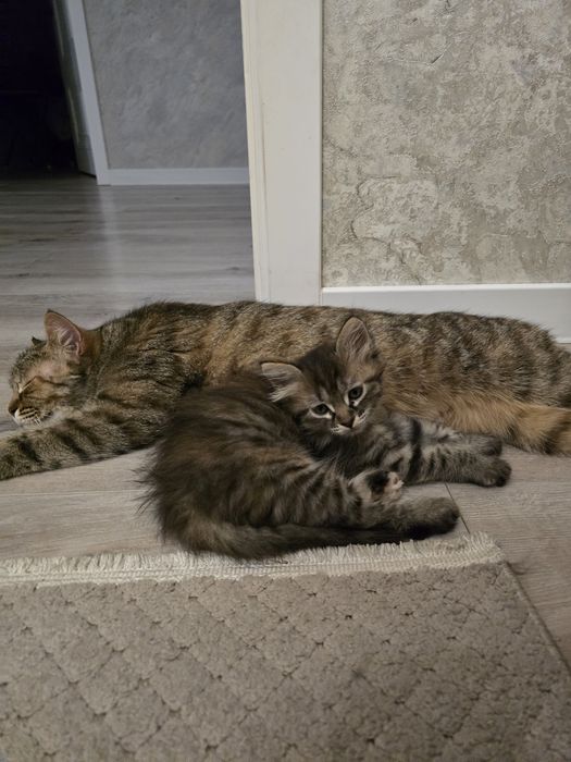 Отдам котенка девочку в добрые руки!