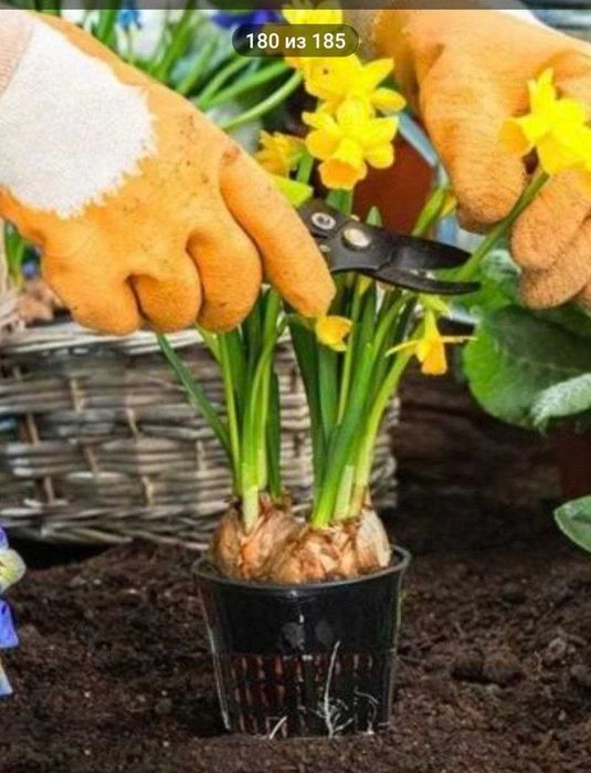 Гидропоника тувак