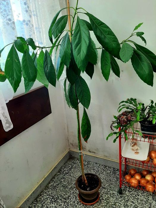 Авокадо в саксия