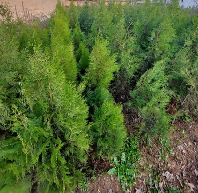 Арча кучатлари бор  узбекистон буйлаб етказб берилади.