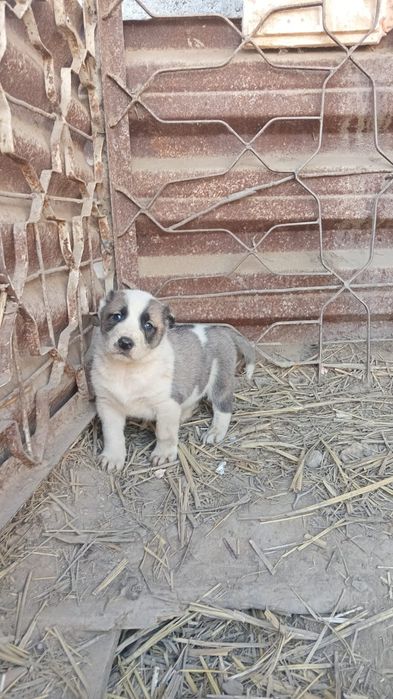 Алаштын немерелері сатылады