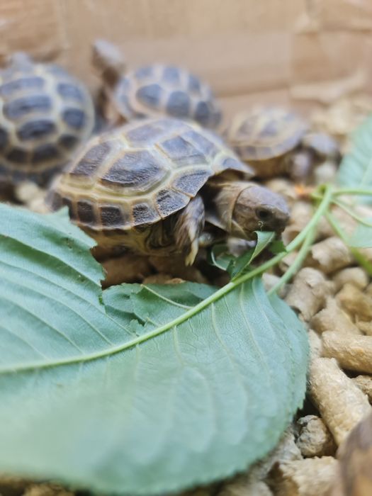 Черепашки Toshbaqalar