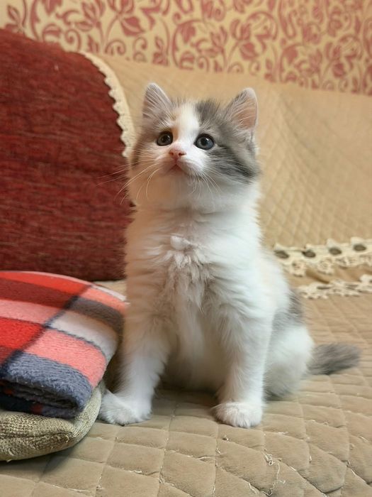 Сибирские малыши