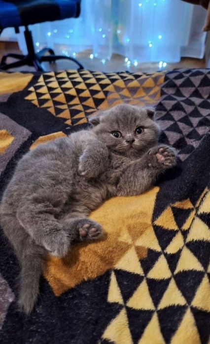 Продам шотландских котят