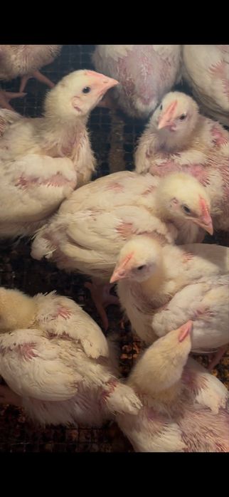 Бройлер коб500 ..