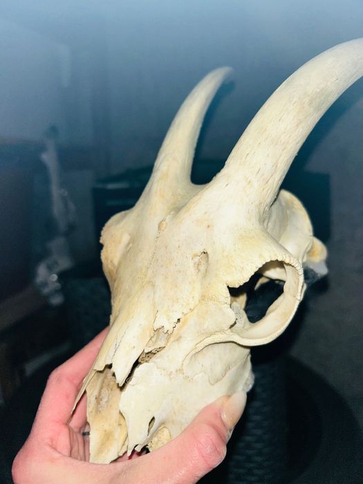 Рога за кукерски маски