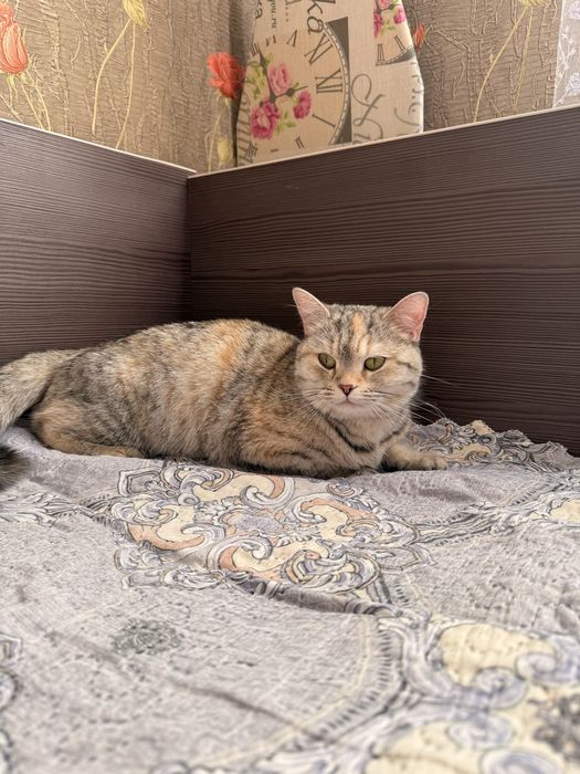 Кошка шотладская