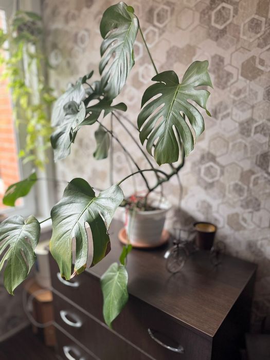 Цветы в наличии, детки и взрослые. На фото не все.