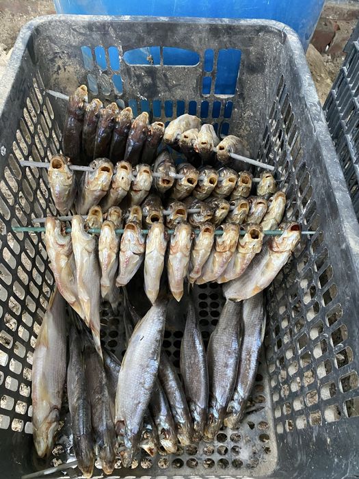 Вяленый рыбец жирный