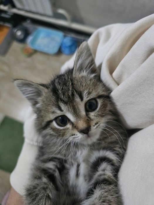 Котенок мальчик 4 месяца