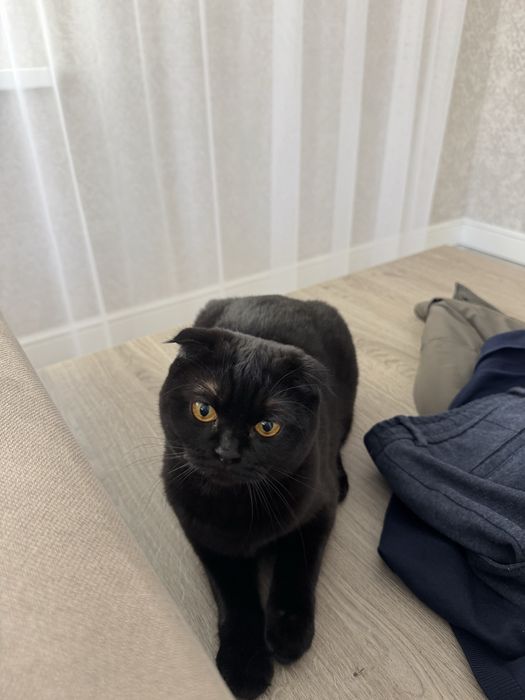 Кошка породистая