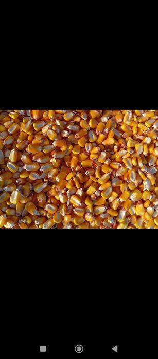 Joxori don makka johori кукуруз Makkajohori дон don