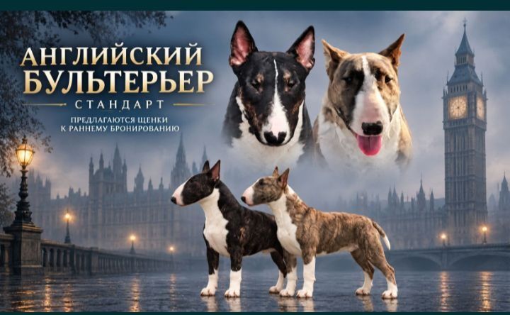 Щенки Бультерьера