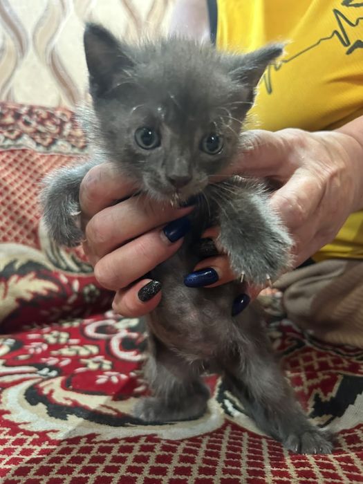 Котята в добрые руки