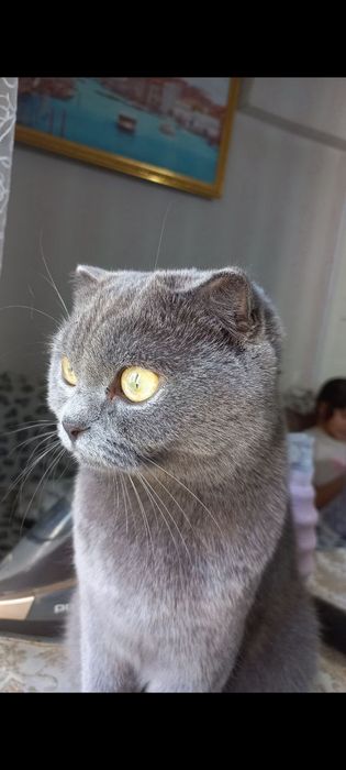 Продаются чистокровные породистые Скотиш фолд  котята