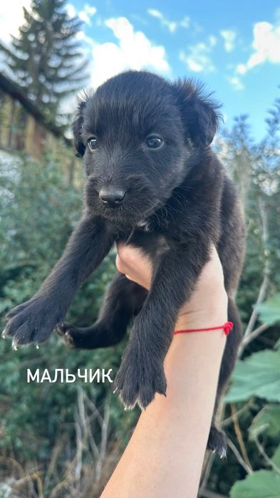 Отдам щенков в добрые руки