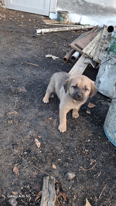 Отдам щенка в добрые руки.