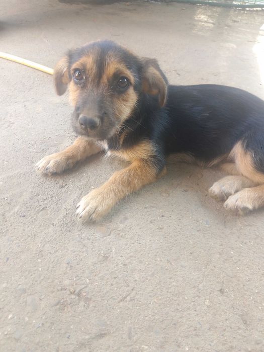 Trei cățelușe adorabile spre adopție