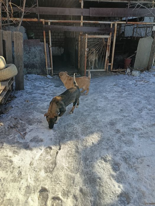 Отдам в добрые руки