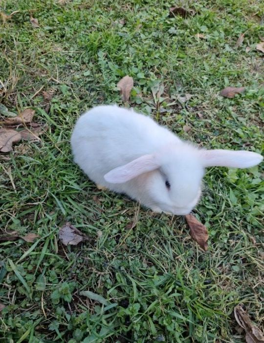 Mini quyonlar sotiladi.