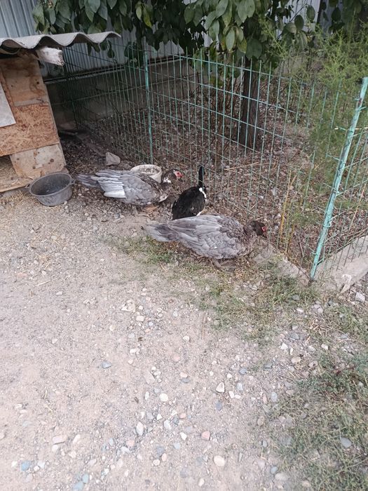 Продам молодых индоуток