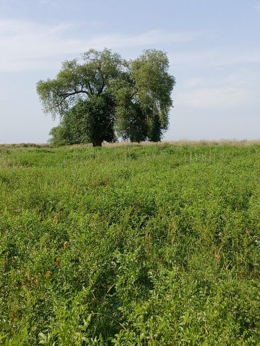 ФАЗЕНДА сатылады
