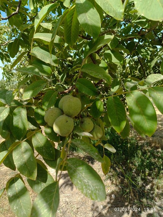 Ishonchli karlik va polukarlik yongʻoq kuchatlari