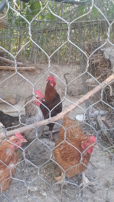 3700 тг ден тауыктар сатылады