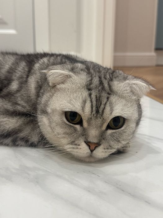 Отдадим кота в хорошие руки!