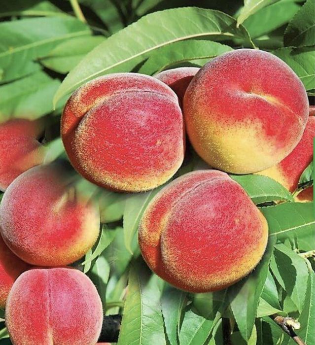 Pomi fructiferi columnari