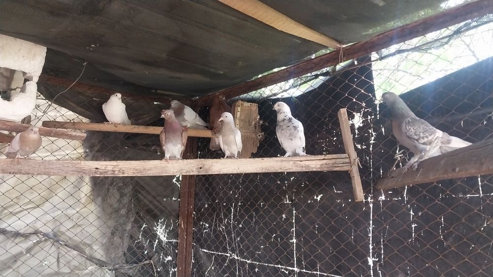 Здраствуйте,голубей продаётся оптом,15 штука,