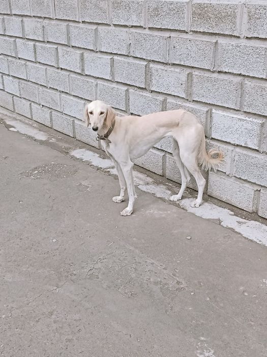 Продам щенков тазы