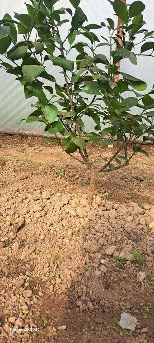 limon ko'chati miyer sorti