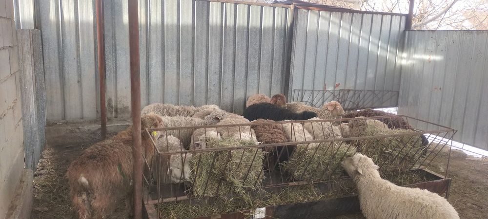 Продам жирных баран откорм