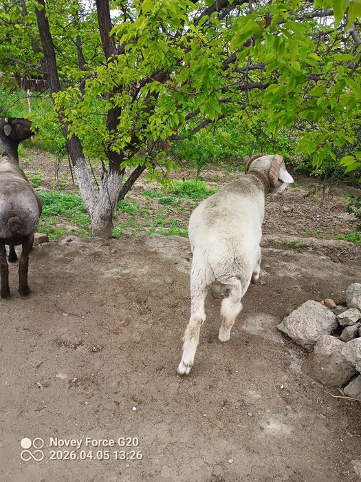 Quy blan mernoz quchqor sotladi