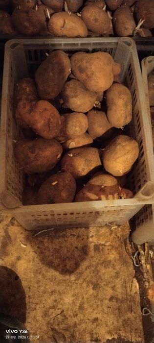 Продам картошку красную.