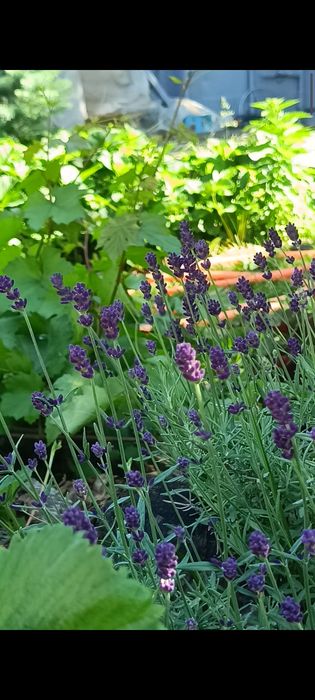 Продам декоративные кустарники