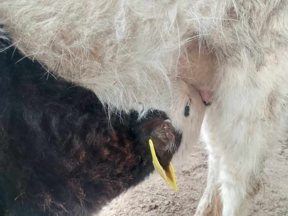 Бузаулы кашарлар